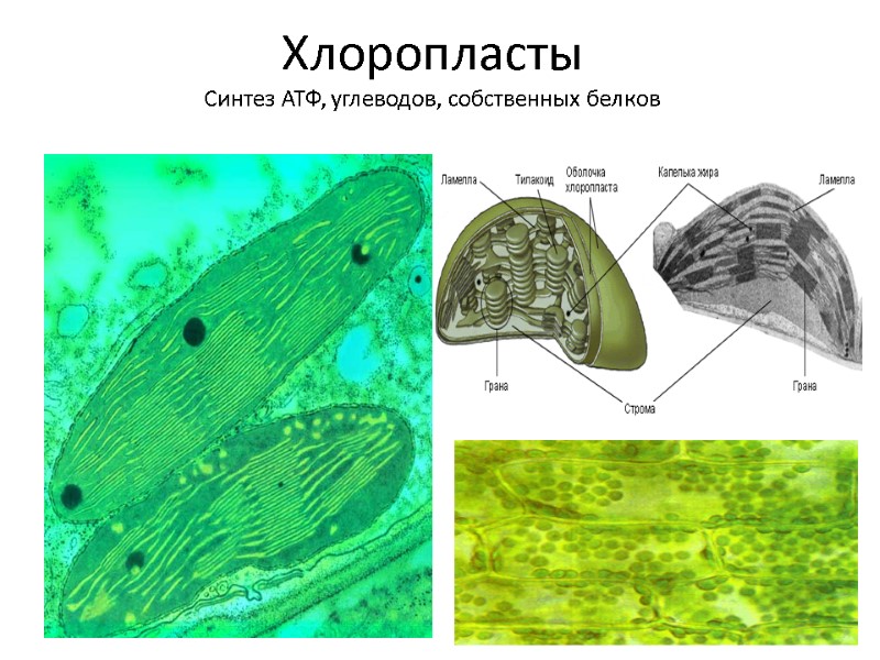 Хлоропласты Синтез АТФ, углеводов, собственных белков